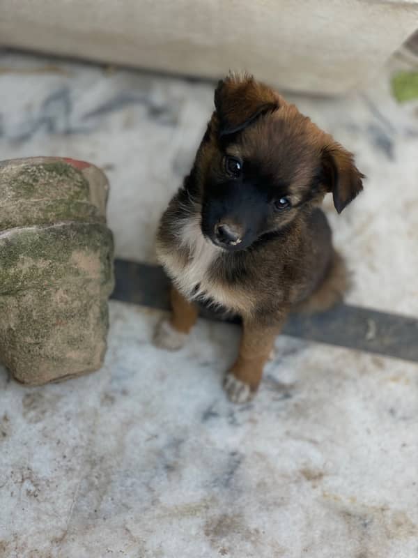 Male puppy of cross breed between german shepherd and russel terrier 1