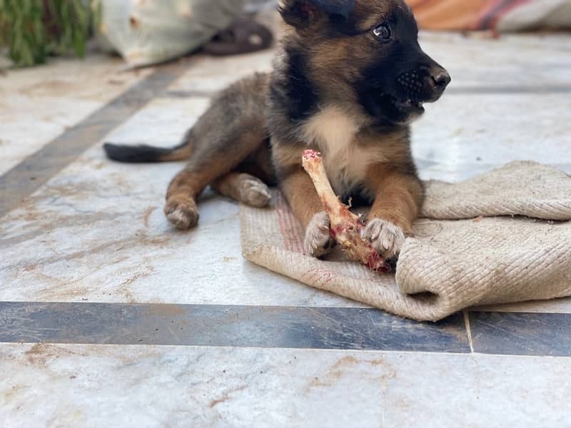 Male puppy of cross breed between german shepherd and russel terrier 2