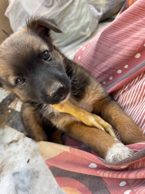 Male puppy of cross breed between german shepherd and russel terrier 3