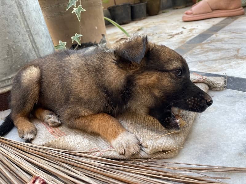 Male puppy of cross breed between german shepherd and russel terrier 4