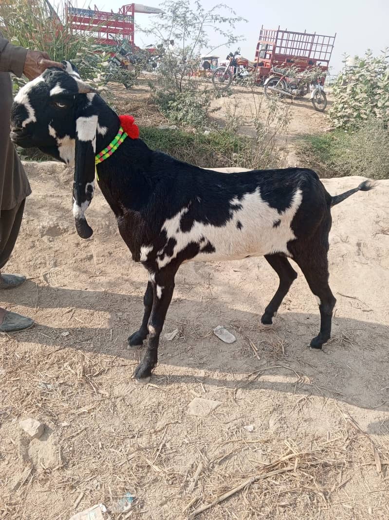 Bakri fir sale 1