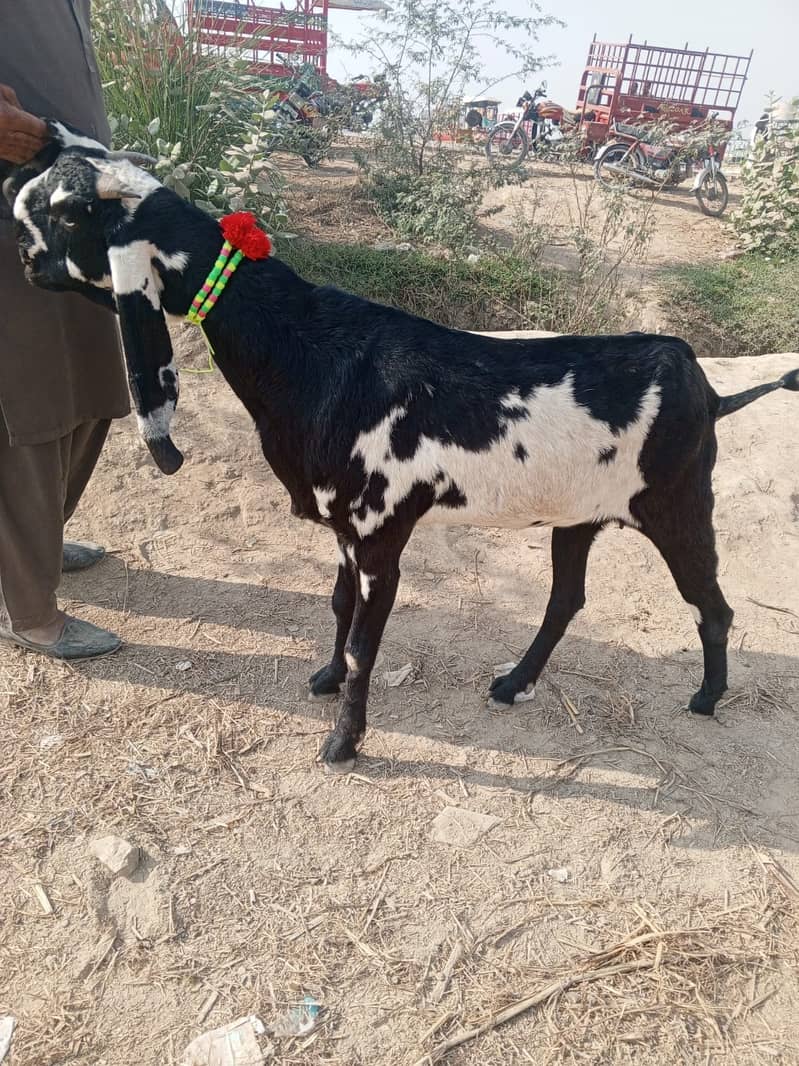 Bakri fir sale 2