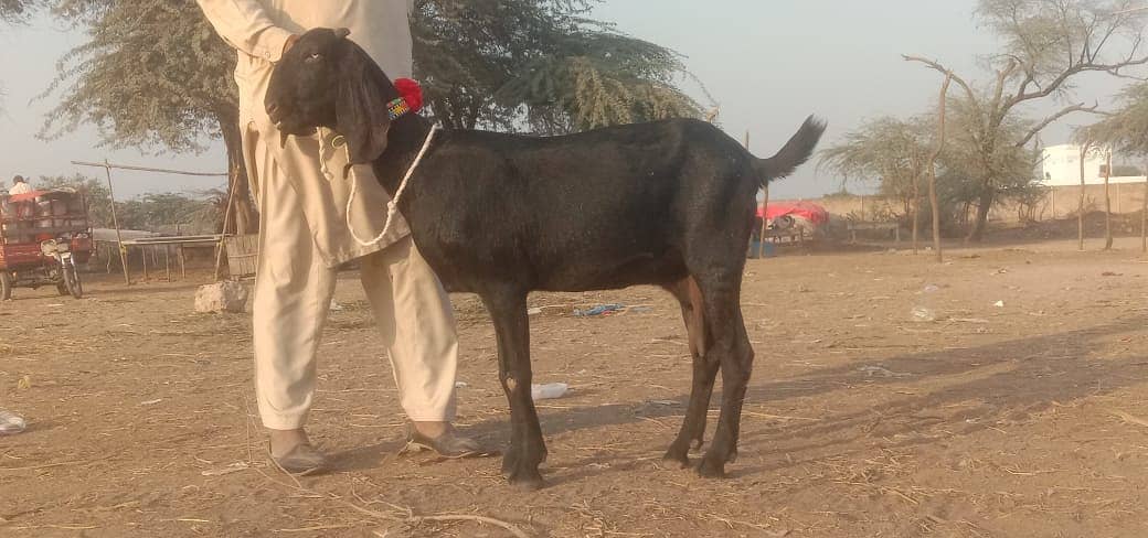 Bakri fir sale 6