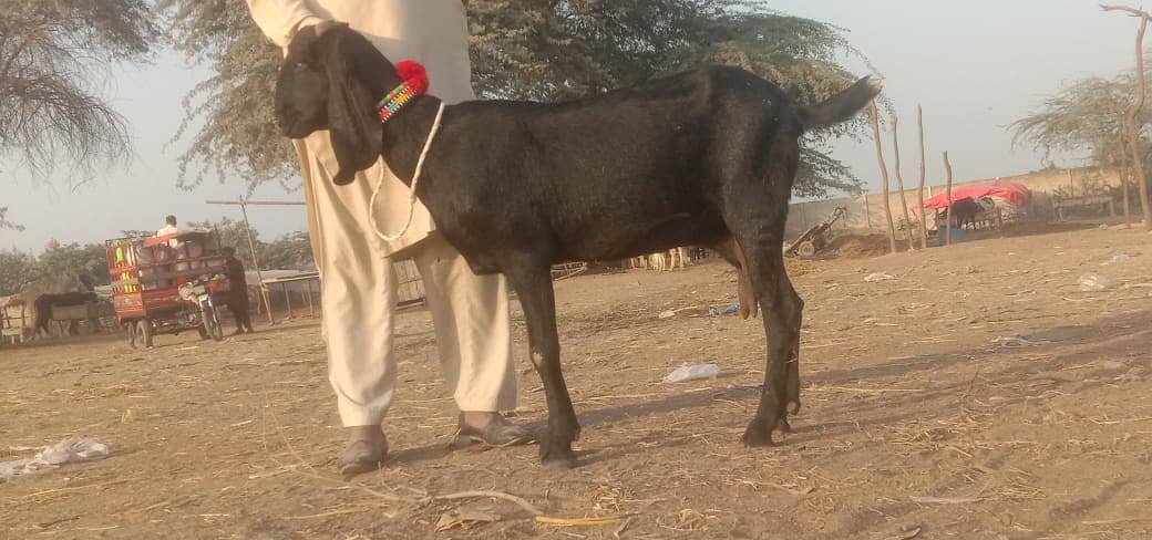 Bakri fir sale 7