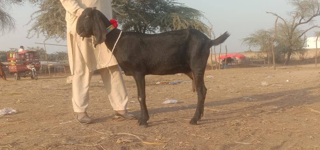 Bakri fir sale 8