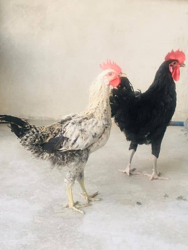 Australorp and Golden Sebright male 1