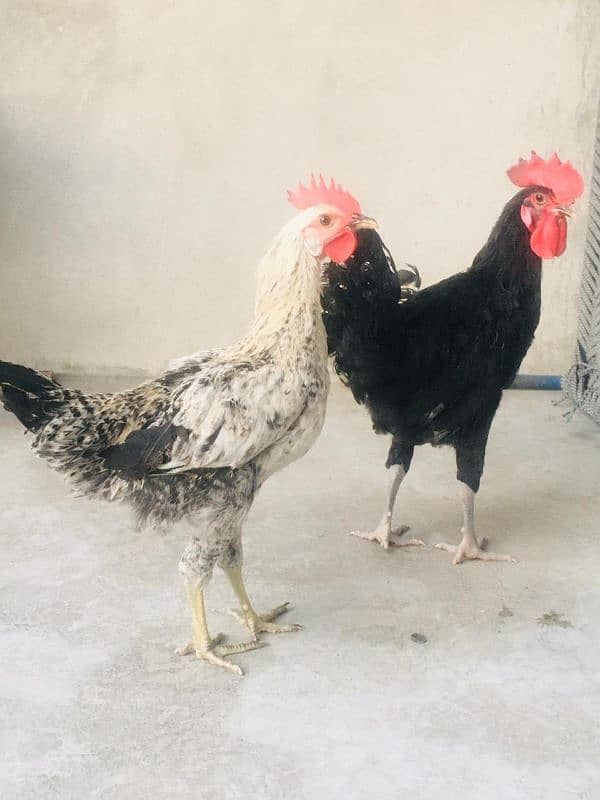 Australorp and Golden Sebright male 2