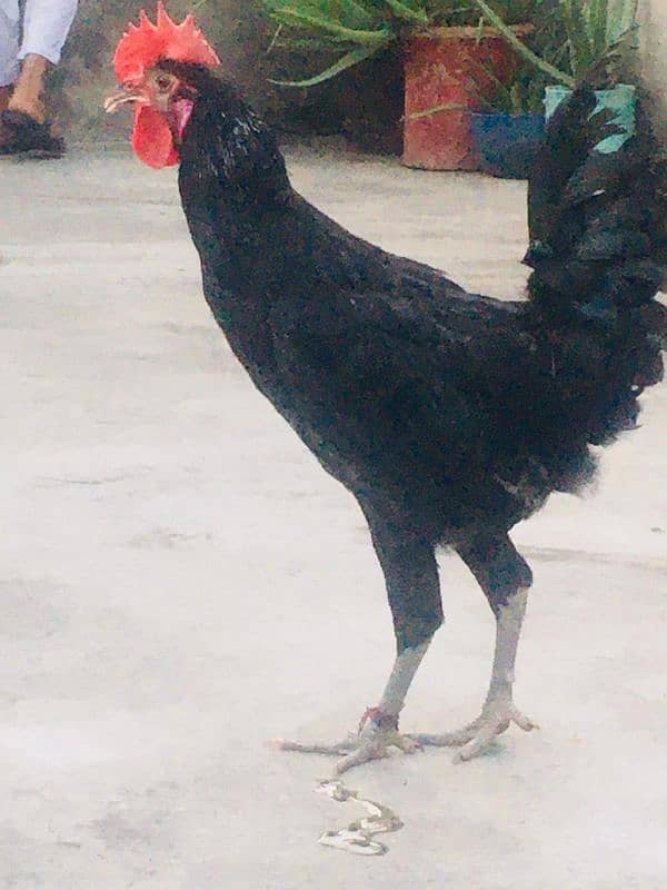 Australorp and Golden Sebright male 3