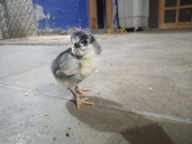 Australorp chicks. 1 pair golden sebright. 1 pair paper white aseel 0