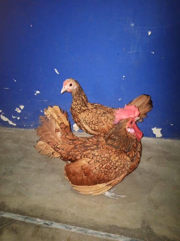 Australorp chicks. 1 pair golden sebright. 1 pair paper white aseel 2