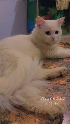 white cat malti color eyes trian cat