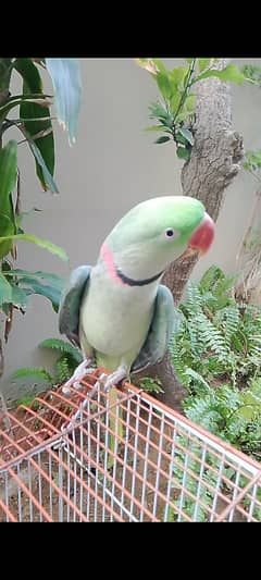 Raw Alexander Male Parrot Full Hand Tamed Parrot For Sale.