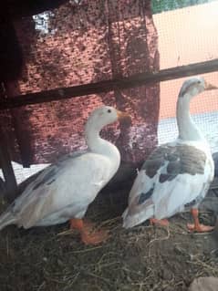 Lambi gardan wali duck (2 male) (03066835123)