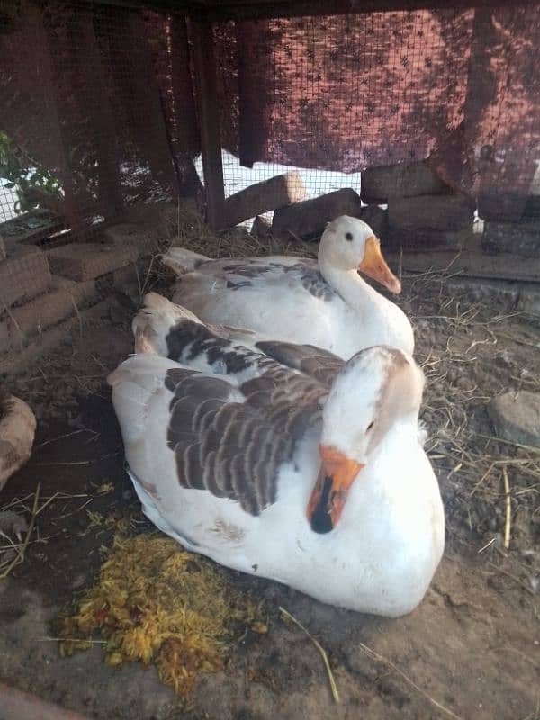 Lambi gardan wali duck (2 male) (03066835123) 1