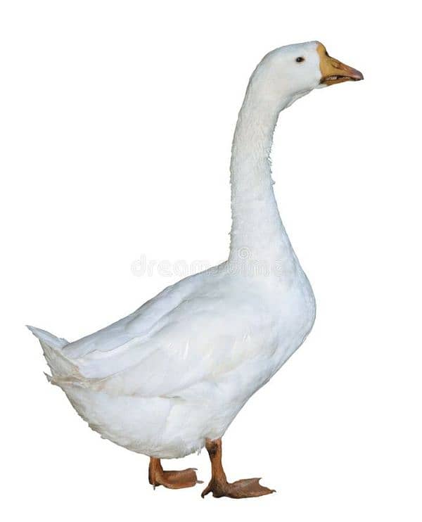 Lambi gardan wali duck (2 male) (03066835123) 2