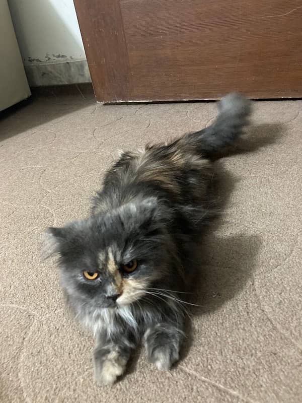 persian cat female triple coated 1