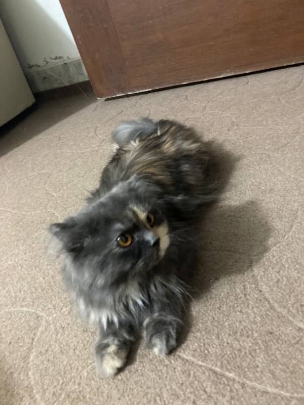 persian cat female triple coated 2