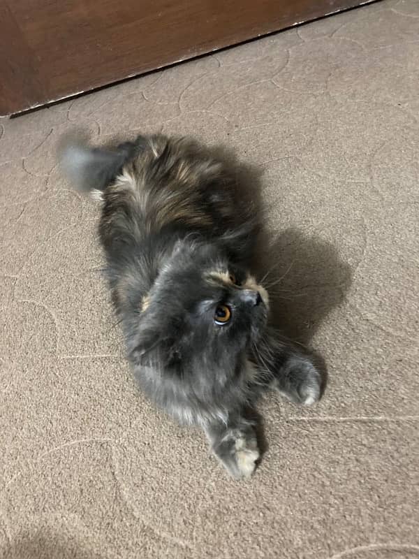 persian cat female triple coated 3