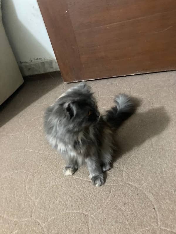 persian cat female triple coated 4