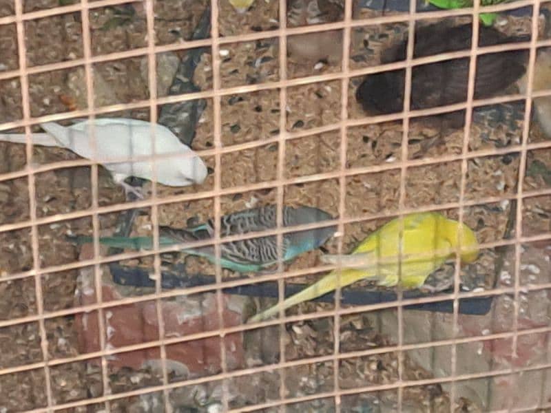 Australian budgies 2