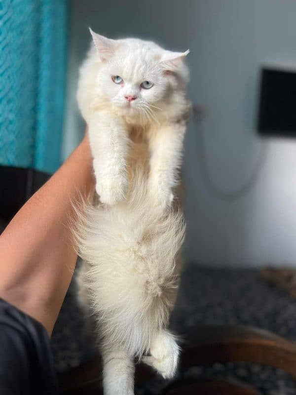 Persian cat vaccination clear for urgent sale 03484580261 my WhatsApp 2