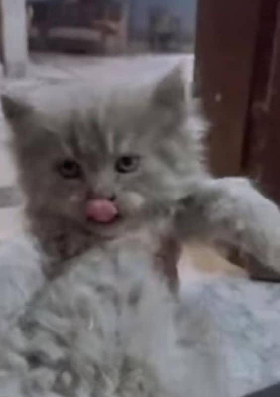 persian cat 0