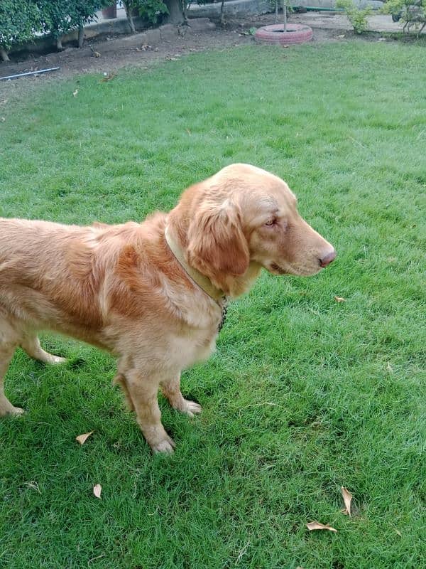 golden retriever for sale 0