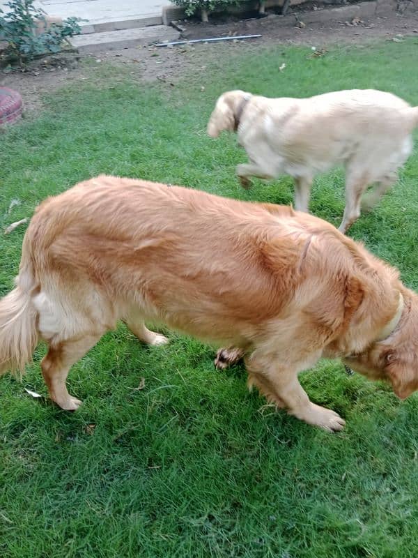 golden retriever for sale 1