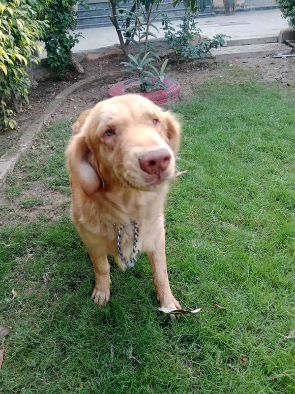 golden retriever for sale 2