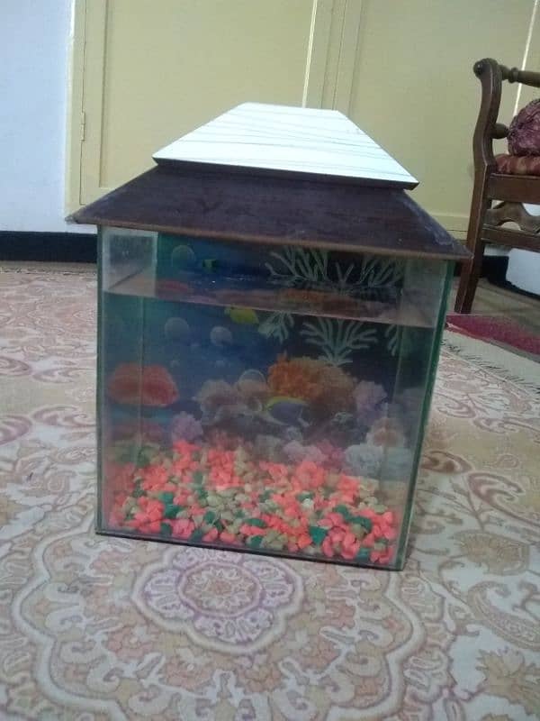 fish tank 2