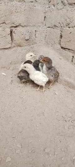 Aseel Chicks For Sale