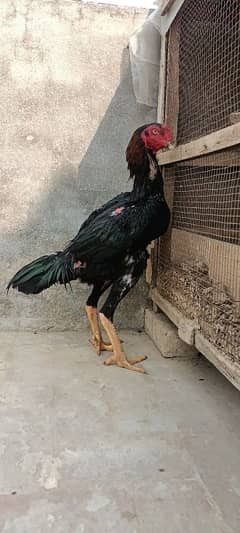 shamo rooster