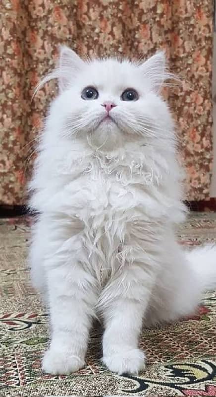 Persian cat 0