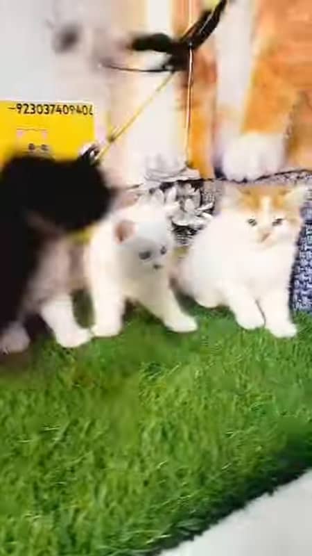 kittens / Russian / Persion 1