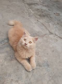 Triple coat very active Pet for sale 03214798429