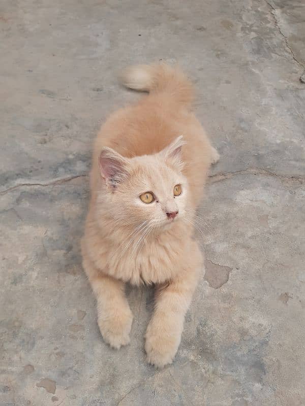 Triple coat very active Pet for sale 03214798429 1