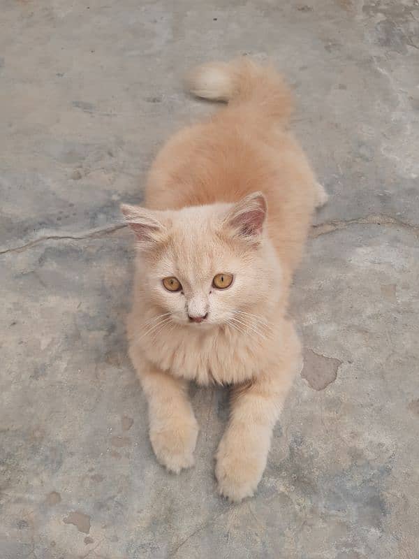 Triple coat very active Pet for sale 03214798429 2