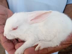 rabbit baby red eyes