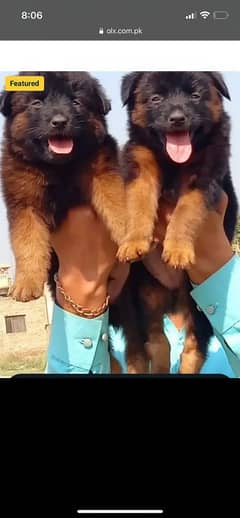 Black German Shepherd pair | double coat | GSD kitten| GSD male female