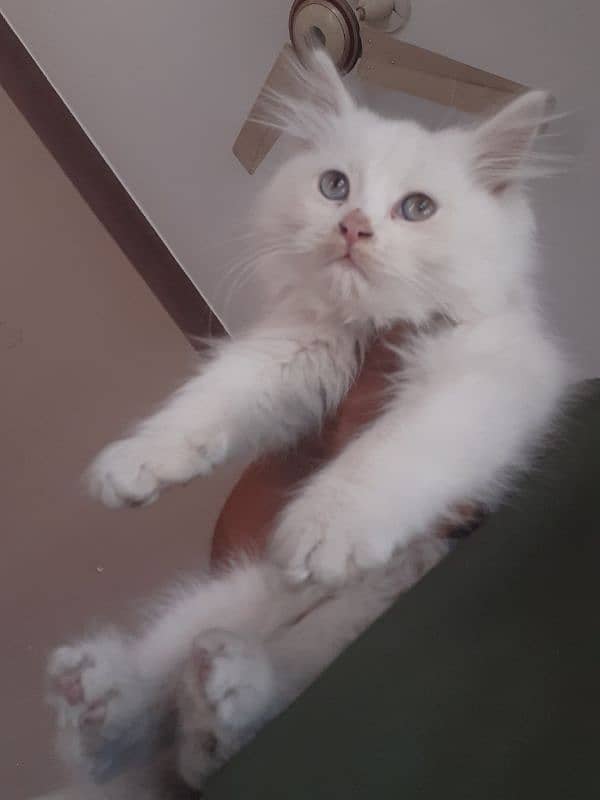 kitten pure white 0