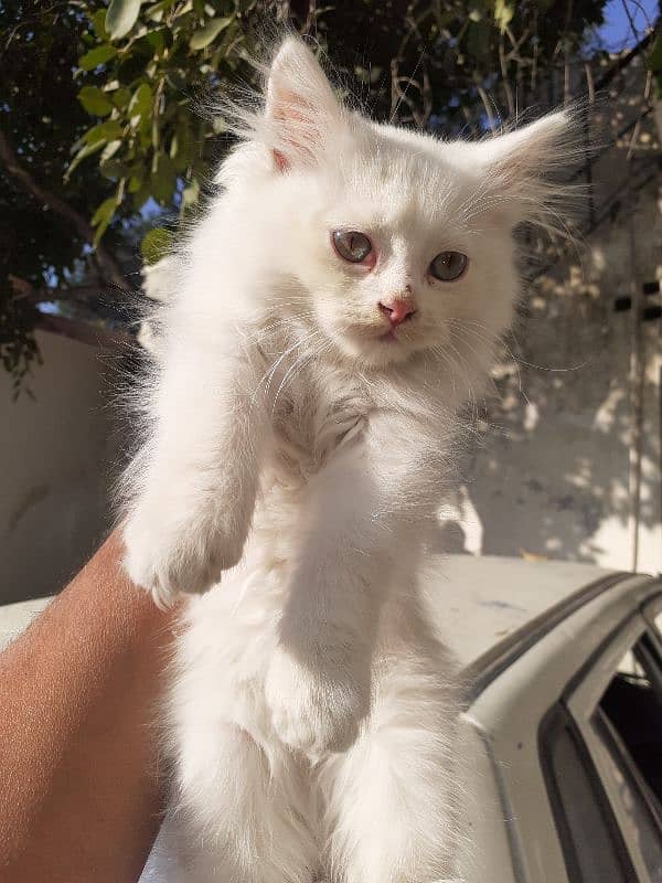 kitten pure white 3