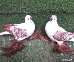 swallow Danish Frillback Breeder pair available