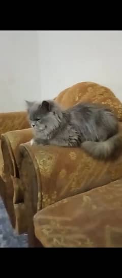 persian cat