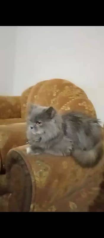 persian cat 1