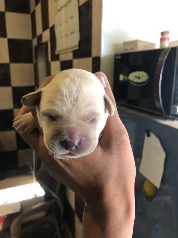 LABRADOR PUPPIES AVAILABLE 0