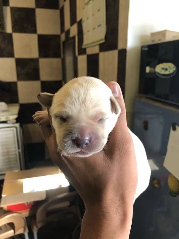 LABRADOR PUPPIES AVAILABLE 1