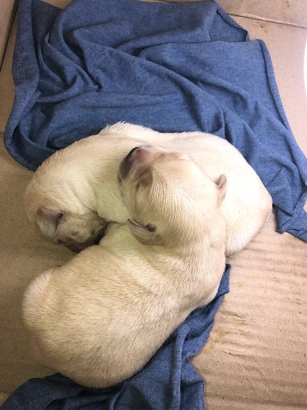 LABRADOR PUPPIES AVAILABLE 2