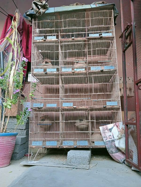 Birds Cages 0