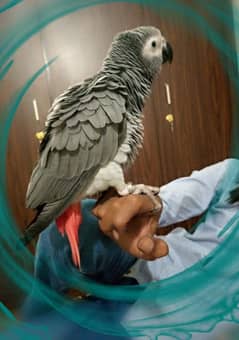 African Grey Parrot talking words and also some sentences, 3 Years Age