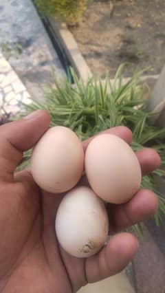 Pure organic eggs